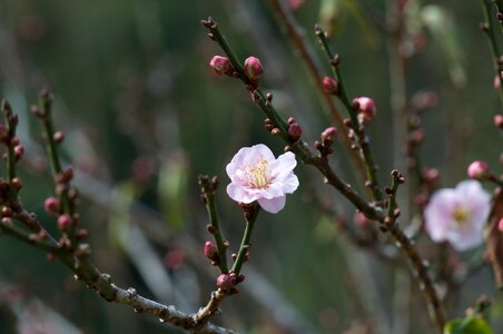 Pink branch blossom photo