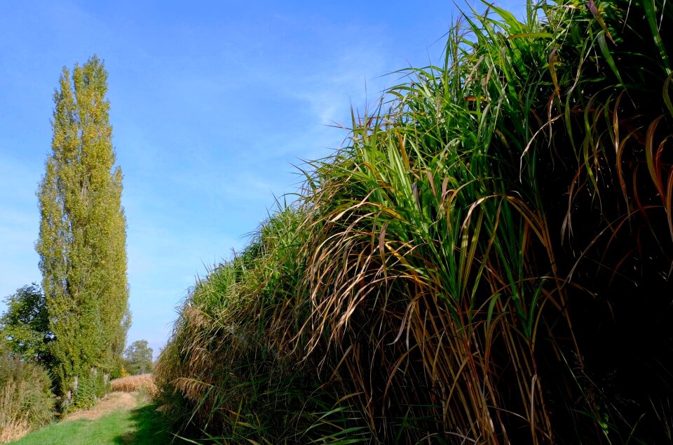 Poplars reed nature