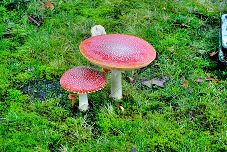 Close up mushroom mushroom picking photo