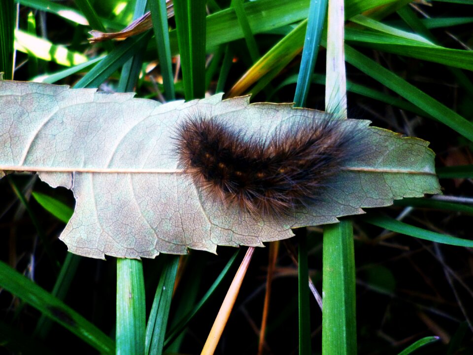 Caterpillar sheet grass