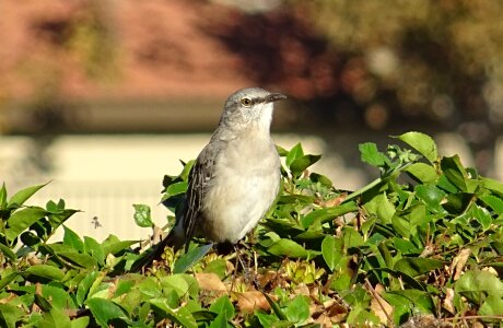 Bird avian wildlife