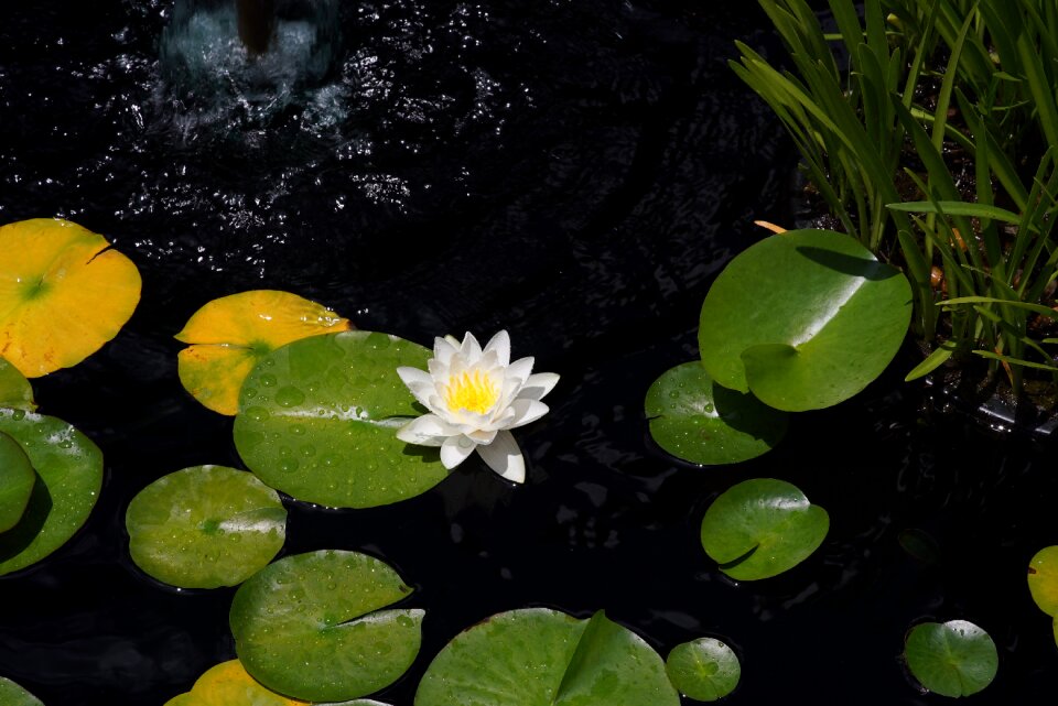 Water lily white flower aquatic
