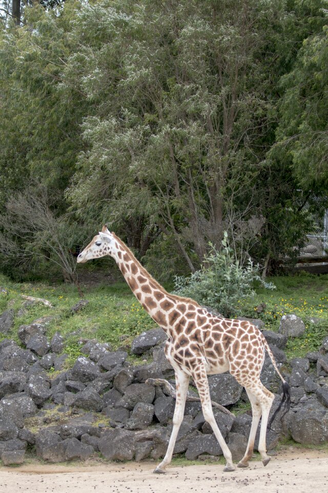 Animal nature