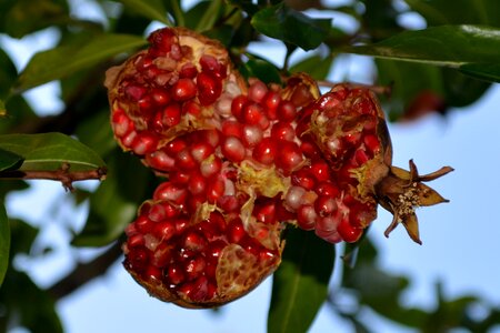 Fruit nature food