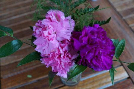 Strauss purple pink