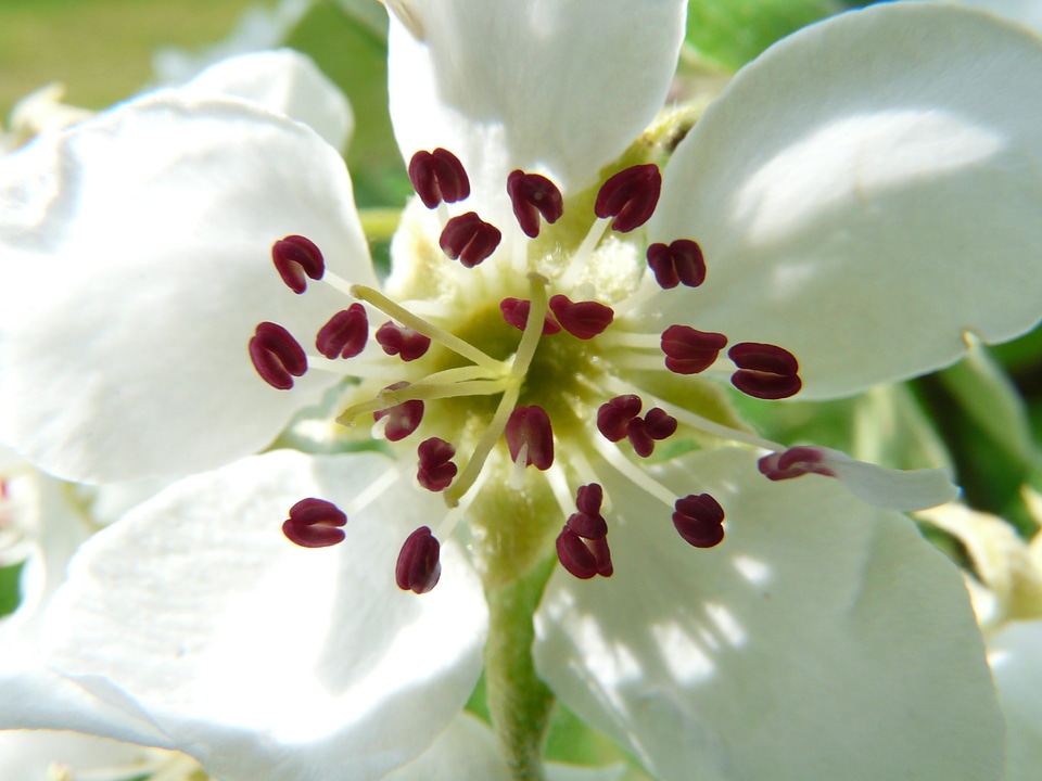 Blossom bloom bloom