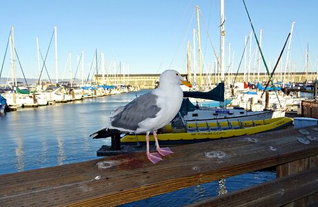 California seagull gull