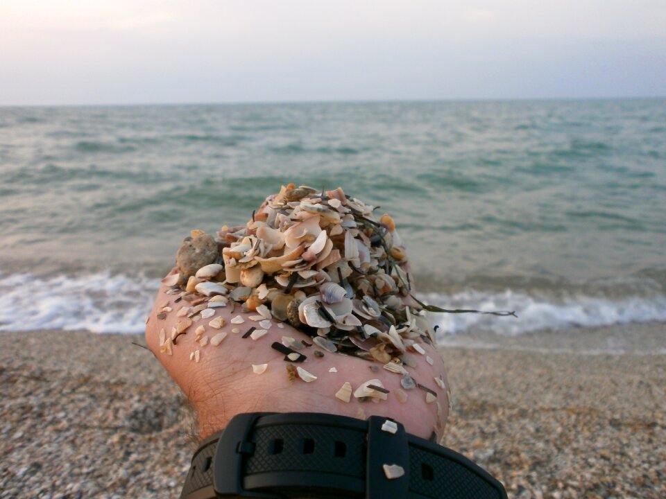 Sand beach seashells
