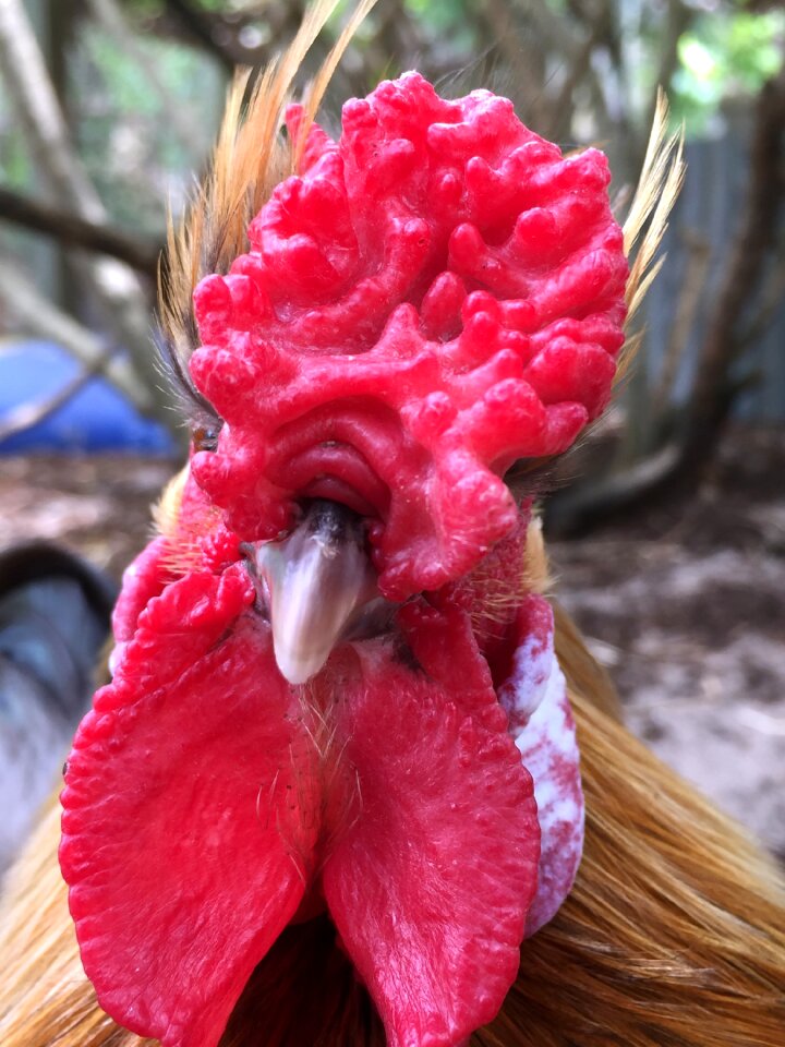 Chook chooks celebrate