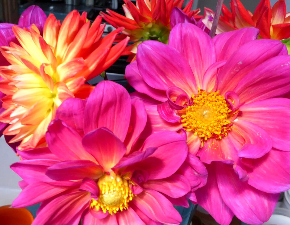 Blossom floral petal