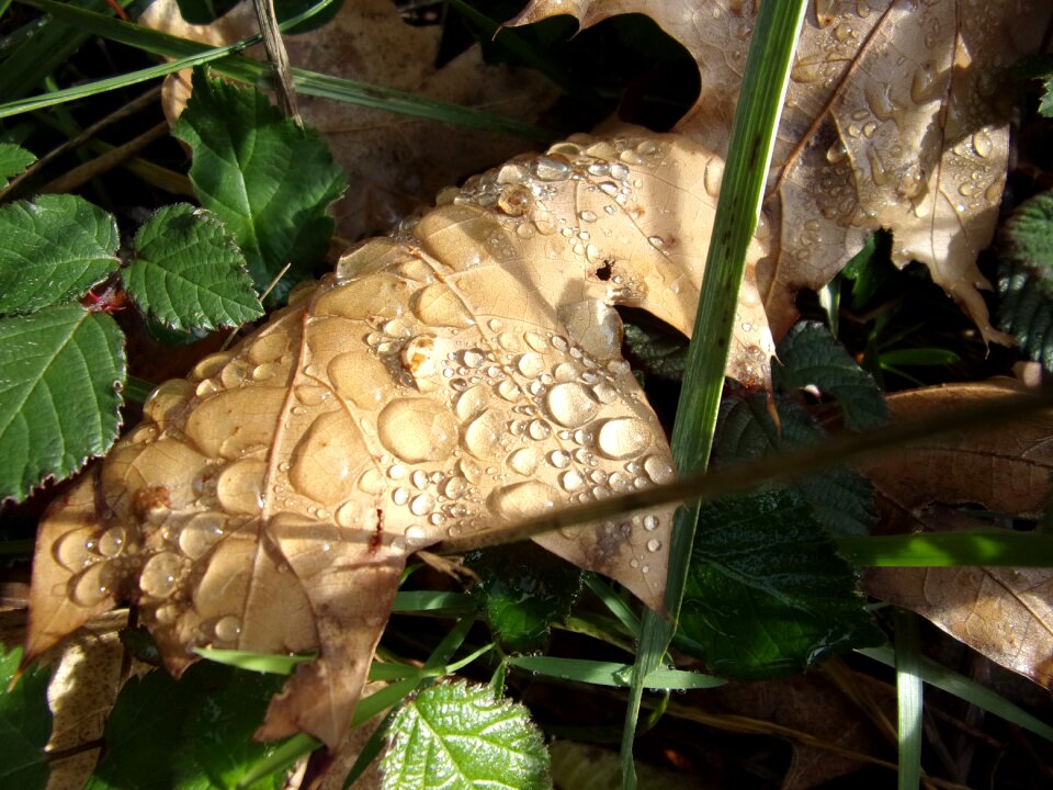Dew drop leaf grass
