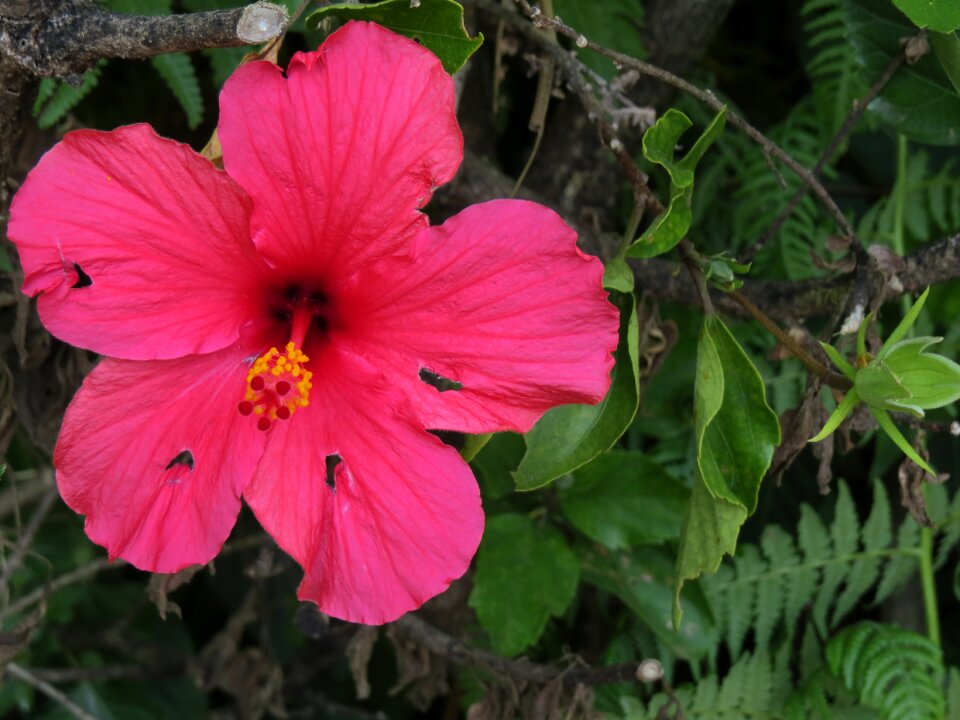 Floral nature backgrounds beauty