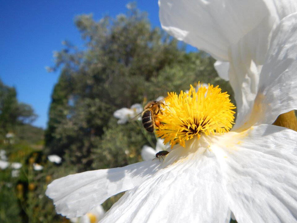 Nectar pollen corsica