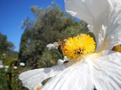 Nectar pollen corsica