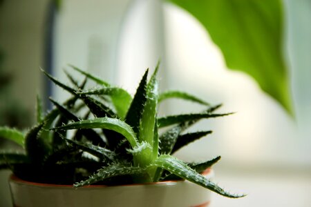 Plant green fresh