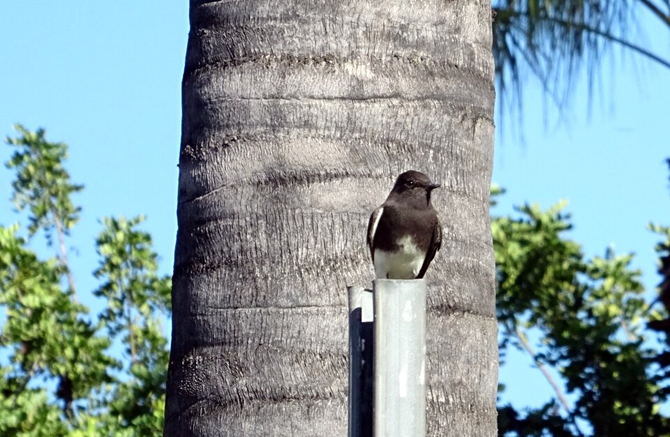 Avian california black