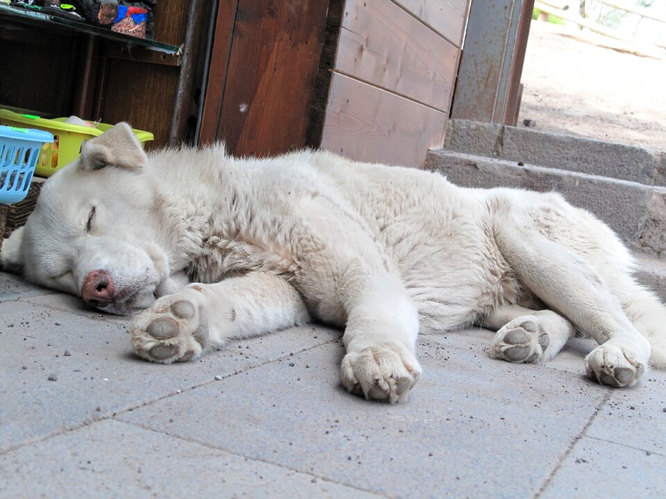 Wild concerns tired