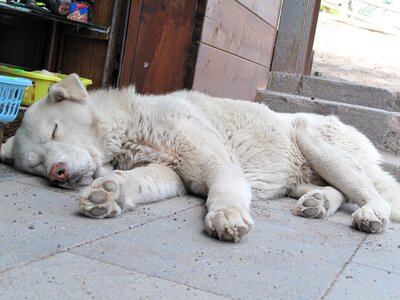 Wild concerns tired