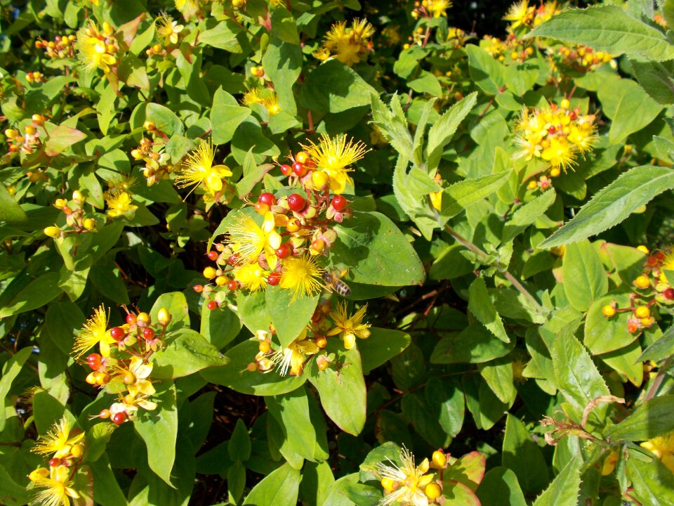 Yellow flowers nature blossom