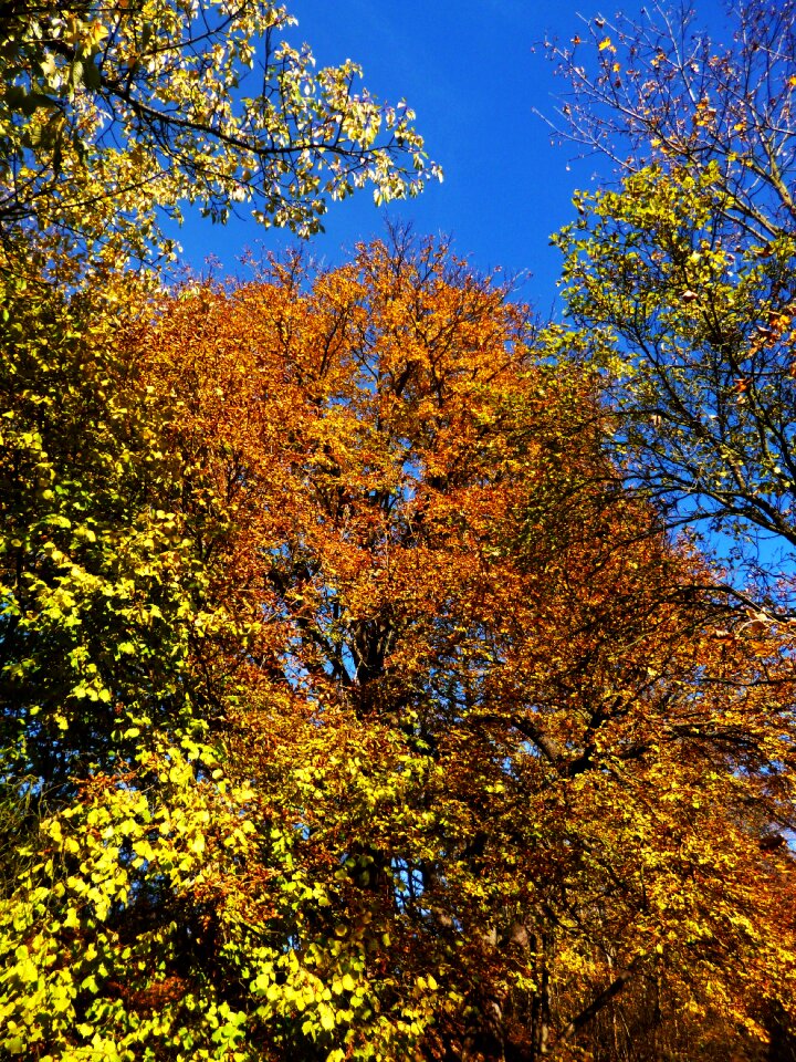Foliage deciduous tree landscape