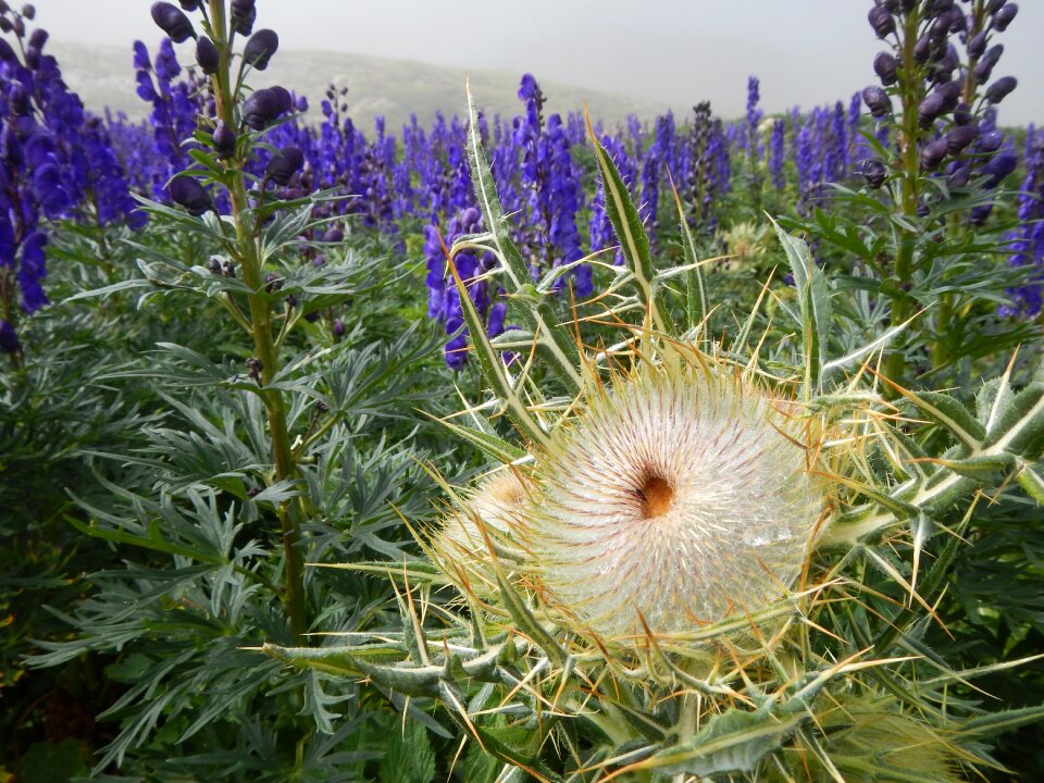 Spines nature bloom