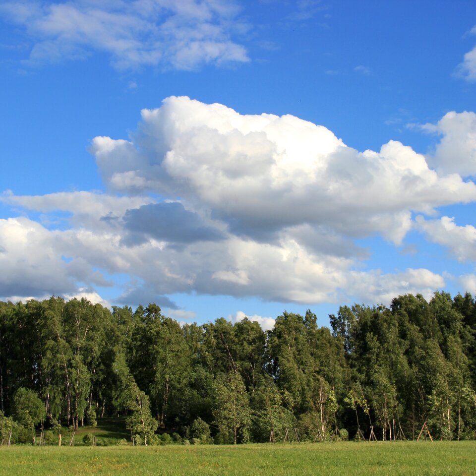 Forest nature summer