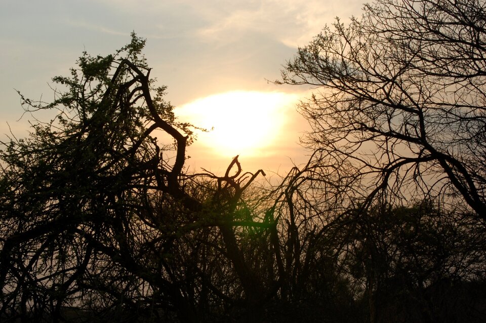 Africa silhouette