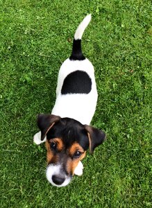 Dog small dog garden