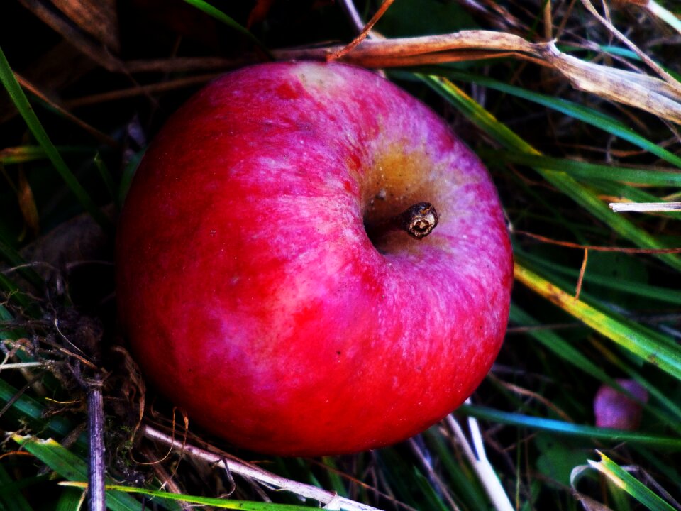 Fruit autumn fetus