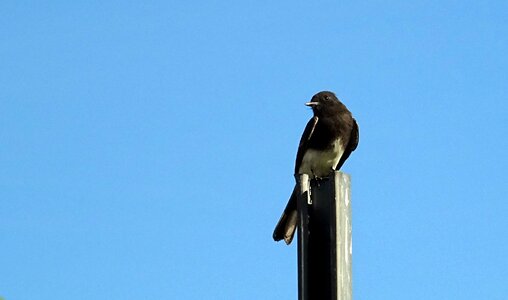 Flycatcher california usa photo