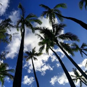 Trees palms island photo