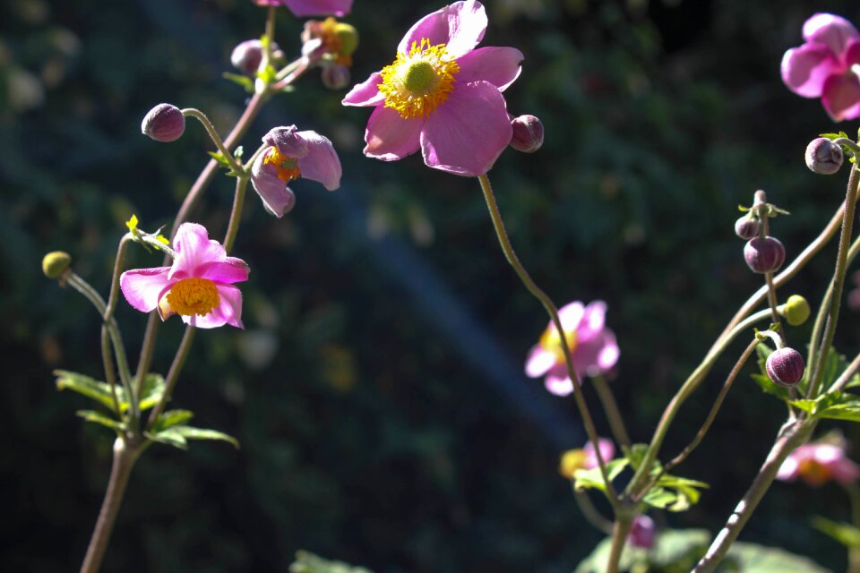 Bloom plant pink photo