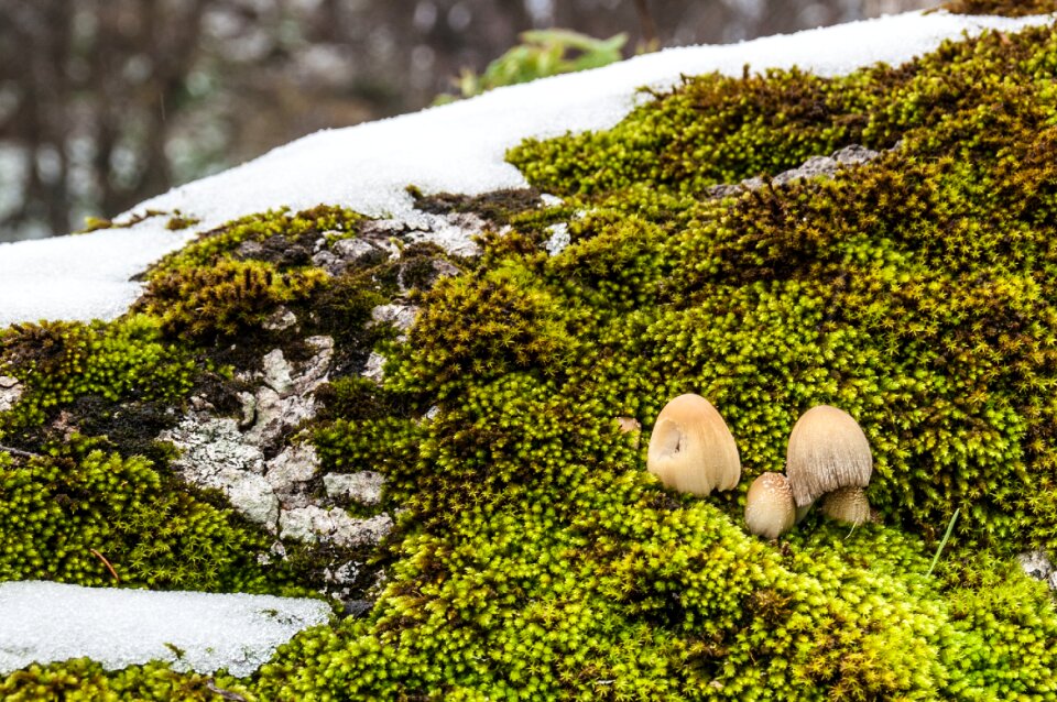 Mushrooms moss snow