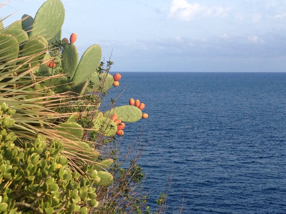 Prickly pears fig sea
