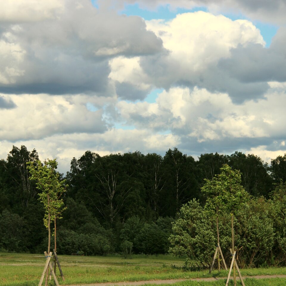 Forest nature summer