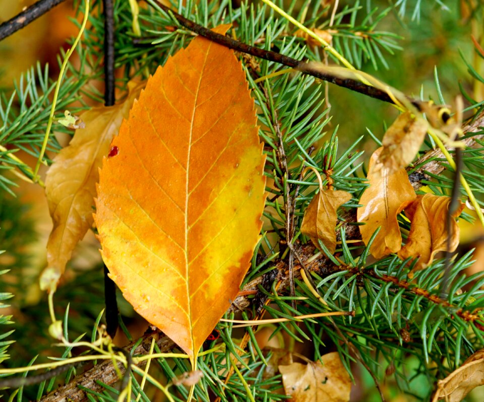 Autumn leaf yellow leaves golden autumn