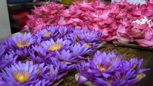 Flowers plant worship