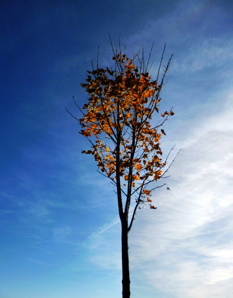 Tree autumn colors