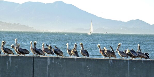 Pelecanus pelecanus occidentalis bay photo