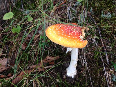 Fly agaric hallucinogen