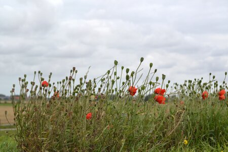 Poppy field red flower photo