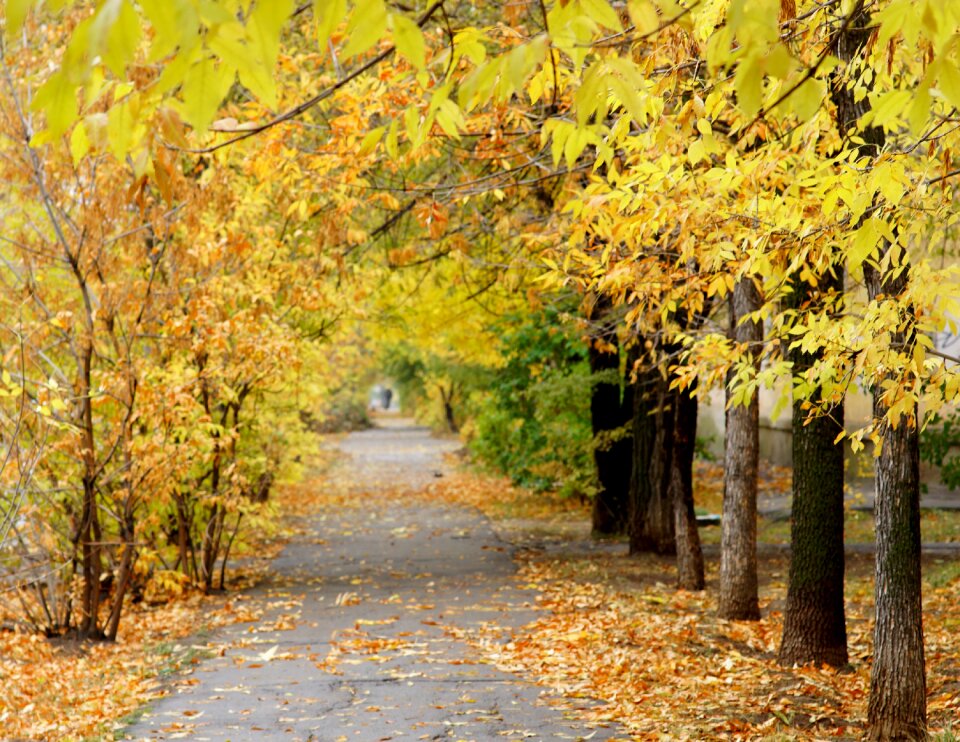 Autumn leaf yellow leaves nature