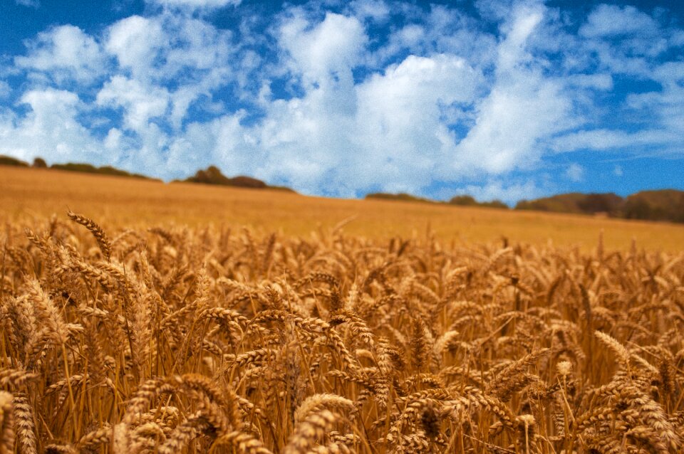 Nature agriculture summer