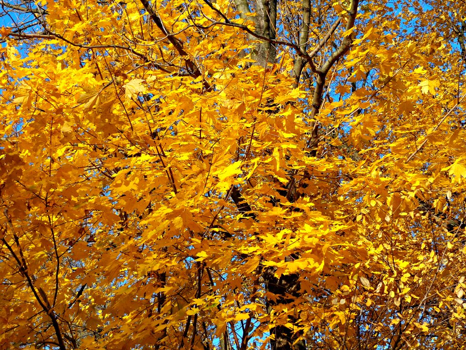 Nature tree colorful