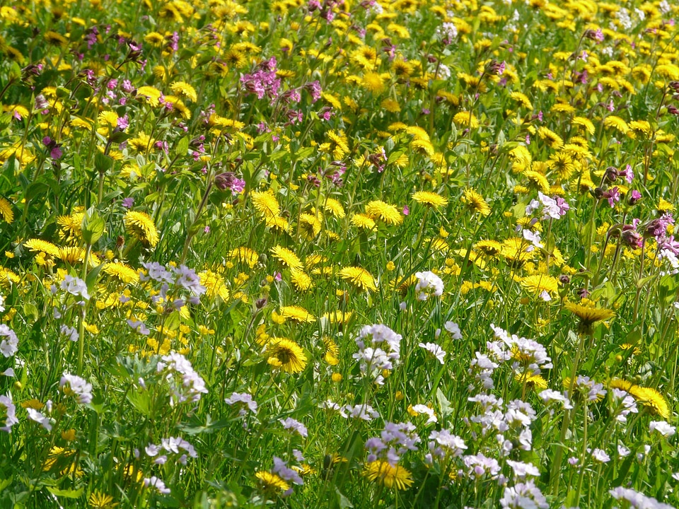 Flowers wild flowers dandelion