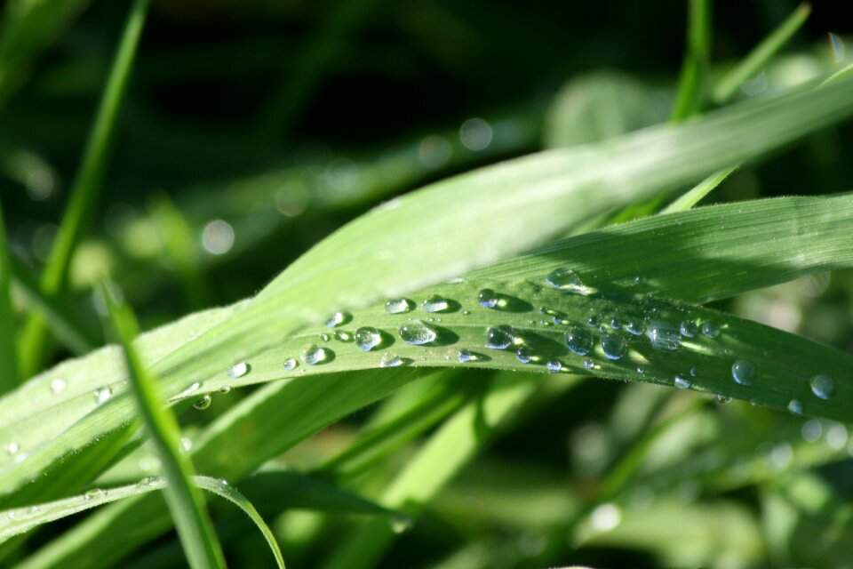 Sunlight grass sun