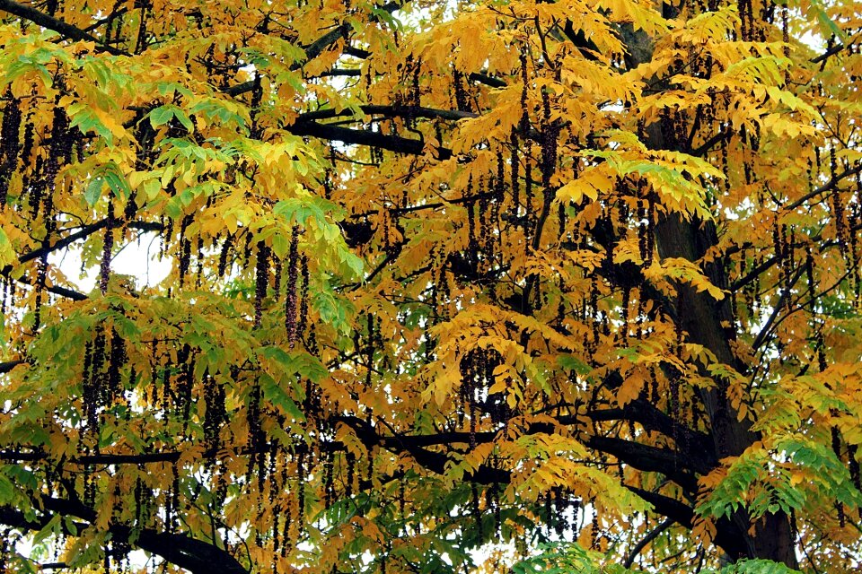 Golden autumn autumn colours fall color