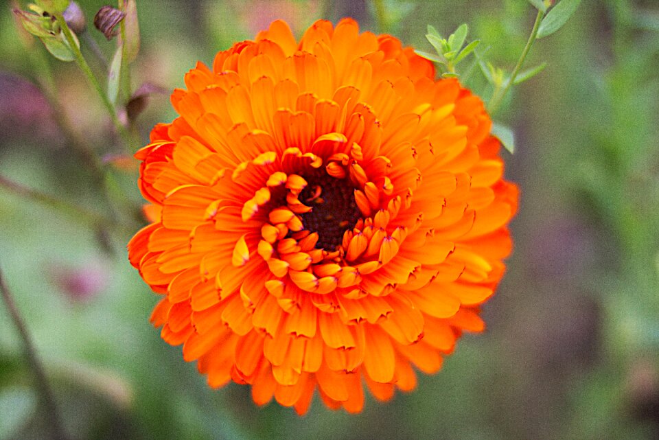 Yellow orange garden