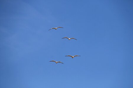 Birds sky blue