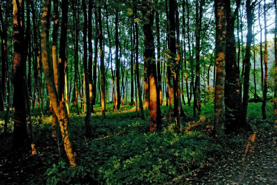 Mood light beam trees